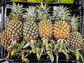 Pile of organic pineapple fruit display Royalty Free Stock Photo