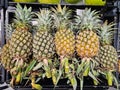 A pile of tropical pineapple fruit in a tray and selling at the food market Royalty Free Stock Photo