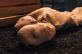 Pile of organic potato tuber rhizom on the ground Royalty Free Stock Photo