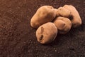 Pile of organic potato tuber rhizom on the ground Royalty Free Stock Photo