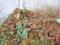 A pile of overgrown red bricks. Forget building material. A pile of stones Royalty Free Stock Photo