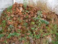 A pile of overgrown red bricks. Forget building material. A pile of stones Royalty Free Stock Photo