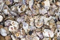 Pile of oyster shells and barnacles