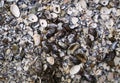 Pile of oyster shells in Wellfleet Massachusetts on Cape Cod.