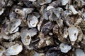 Pile of oyster shuck background Royalty Free Stock Photo