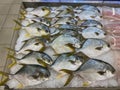 Pile of pampus argenteus fish on frozen ice at fish market Royalty Free Stock Photo