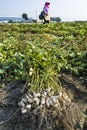 farmer harvesting peanut on agriculture plantation