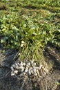 farmer harvesting peanut on agriculture plantation