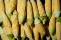 Market stall with corn cobs. Sweet corn sale in fresh market.