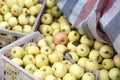 A pile of picked yellow apples