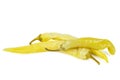 Pile of pickled yellow peppers isolated on white Royalty Free Stock Photo