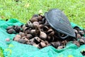 Pile of Pinari Shell With Plastic Sieve