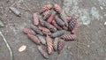 pine cones lying on the ground