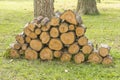 Pine Firewood