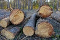 A pile of pine logs in the forest cuttings Royalty Free Stock Photo