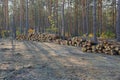 A pile of pine logs in the forest cuttings Royalty Free Stock Photo