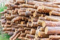 A pile of pine logs lie on the ground