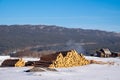 A pile of pine logs in a vacant lot.