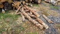 Pile of pine lumber. Logs of sawn pine closeup. Logging. Tree trunks lie on the ground Royalty Free Stock Photo