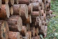 Pile of pine wood logs Royalty Free Stock Photo