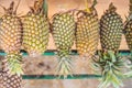 Pile pineapple fruit which has been harvested and display for sa