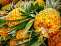 Pile pineapple fruit which has been harvested and display for sale on farmers table in market