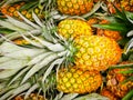 Pile pineapple fruit which has been harvested and display for sale on farmers table in market