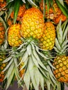 Pile pineapple fruit which has been harvested and display for sale on farmers table in market