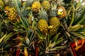 Pile pineapple fruit which has been harvested and display for sale on farmers table in market.