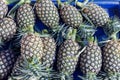 Pile pineapple fruit which has been harvested