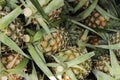 Pile of pineapples in a basket