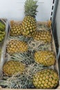A pile of pineapples placed inside a wooden box Royalty Free Stock Photo