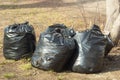 Pile of plastic garbage bags near the tree. Garbage bags on the street. Black waste bags. The concept of garbage Royalty Free Stock Photo