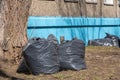 Pile of plastic garbage bags on the roadside near the city building. Garbage bags on the street. Black waste bags Royalty Free Stock Photo