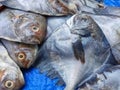pile of pompret fish in indian fish market for sale in asia Royalty Free Stock Photo