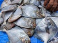 pile of pompret fish in indian fish market for sale in asia Royalty Free Stock Photo