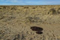 A pile of poop on a prairie in New Mexico