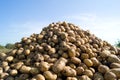 Pile of potatoes