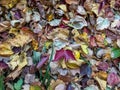 Pile of pretty leaves on the ground