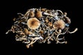 A pile of Psychedelic Psilocybe Cubensis magic mushrooms for therapy for PTSD, depression, bipolar Royalty Free Stock Photo