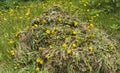 Pile of pulled dandelions Royalty Free Stock Photo