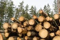 Pile of pulpwood in a coniferous forest Royalty Free Stock Photo