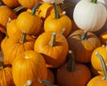 Pile of pumkins Royalty Free Stock Photo