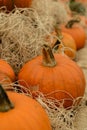 Pile of pumkins Royalty Free Stock Photo