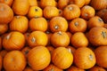 Pile of pumkins on the pumkin patch Royalty Free Stock Photo