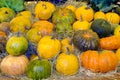 Pile pumpkins of different colors and sizes Royalty Free Stock Photo