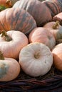 A pile of pumpkins of different colors and sizes lies on the straw Royalty Free Stock Photo