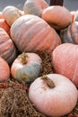 A pile of pumpkins of different colors and sizes lies on the straw at the farmer's market. Pumpkin is a useful fruit for Royalty Free Stock Photo
