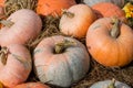 A pile of pumpkins of different colors and sizes lies on the straw at the farmer`s market. Pumpkin is a useful fruit for cooking Royalty Free Stock Photo