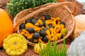 A pile of pumpkins harvesting a vegetable. Decorative pumpkins bicolor yellow green in a wicker basket